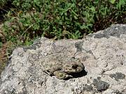 Pseudepidalea viridis
