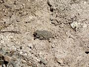 Pseudepidalea viridis