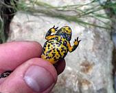 Bombina variegata