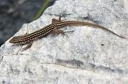 Podarcis melisellensis