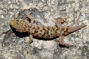 Gekon Hemidactylus turcicus z pobřežních oblastí vesnice Himarë