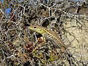Ophisops elegans