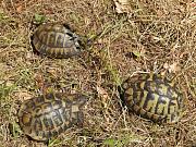 Testudo hermanni