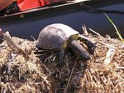 Emys orbicularis