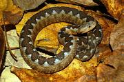 Vipera ammodytes