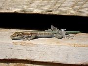 Anatololacerta oertzeni