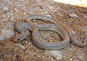 Eirenis modestus