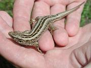 Lacerta agilis