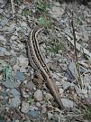 Lacerta agilis