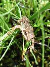 Pelophylax/Rana sp.