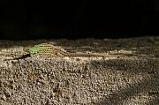 Vyhřívající se ještěrka Podarcis siculus muralis.