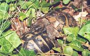 Testudo hermanni