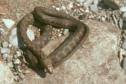 Natrix tessellata