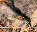 Podarcis melisellensis