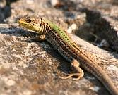 Podarcis melisellensis