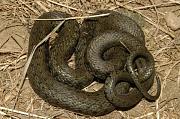 Natrix natrix