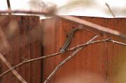 Podarcis muralis