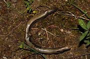 Anguis fragilis s.l.