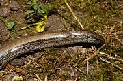 Anguis fragilis s.l.