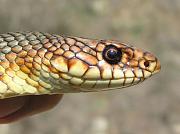 Dolichophis caspius