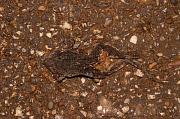 Rana temporaria