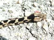 Telescopus fallax