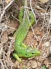 Lacerta trilineata