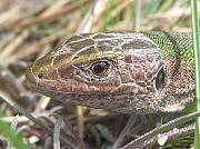 Lacerta viridis