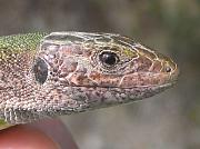 Lacerta viridis
