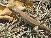Lacerta viridis