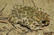 Hojné Pseudepidalea viridis byly nalézány hlavně v okolí kláštera Ardenica.