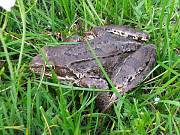 Rana temporaria