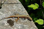 Podarcis muralis