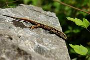 Podarcis muralis