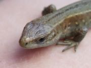 Zootoca vivipara