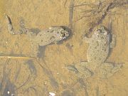 Bombina variegata