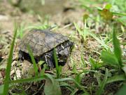 Mauremys rivulata