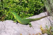 Lacerta trilineata