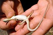 Podarcis erhardii