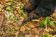 Salamandra salamandra