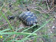 Testudo hermanni