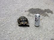 Testudo hermanni