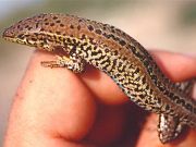 Podarcis melisellensis
