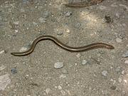 Anguis cephallonica