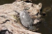 Emys orbicularis