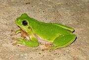 Hyla arborea