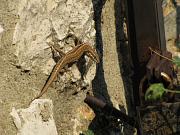 Podarcis muralis