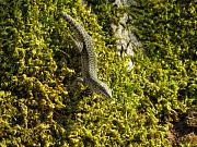 Podarcis muralis