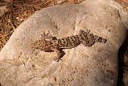 Hemidactylus turcicus