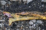 Elaphe sauromates